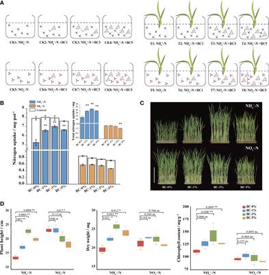 Biochar-extracted liquor stimulates nitrogen related gene expression on improving nitrogen utilization in rice seedling